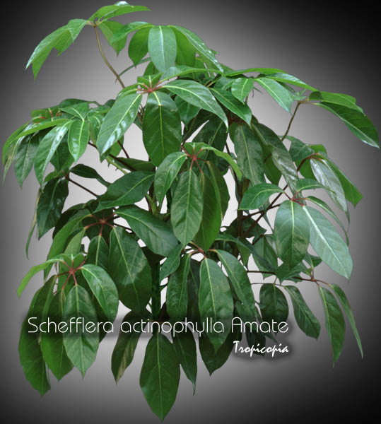 Schefflera - Schefflera actinophylla 'Amate' - Umbella plant